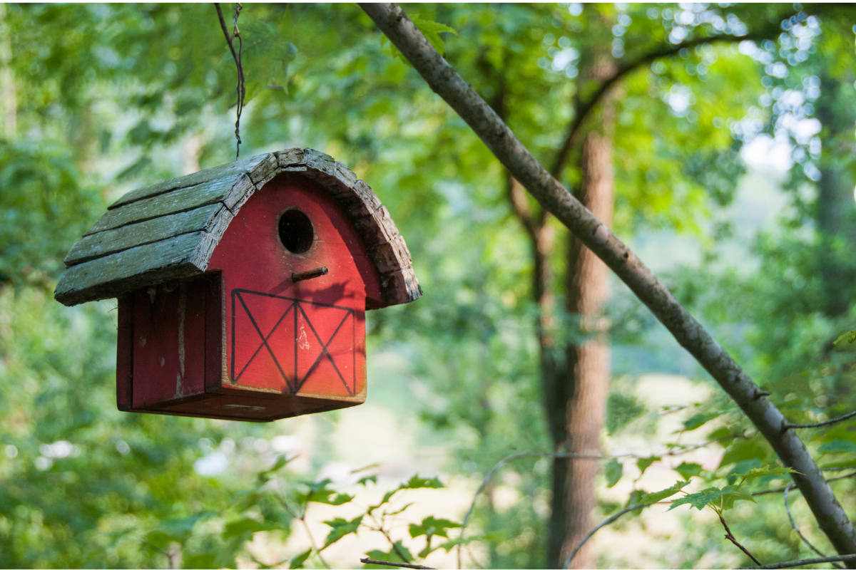 Jak zbudować praktyczny domek dla ptaków?